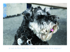 BARBE BLANCHE