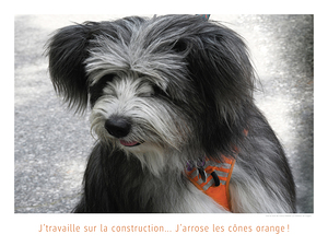 JE REMPLUME LES NIDS DE POULE