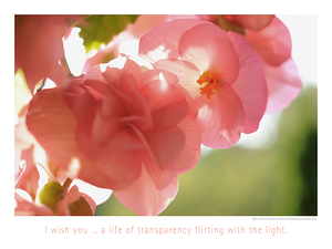 TRANSPARENCY