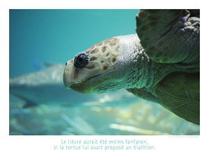 LE LIEVRE ET LA TORTUE