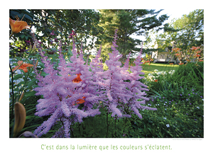 LES FLEURS D ARTIFICES