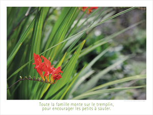 LE TREMPLIN