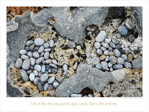 LES NIDS
