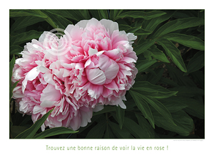 LA VIE EN ROSE
