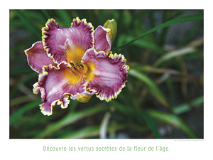 LA FLEUR DE L AGE