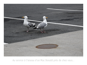 LE SERVICE A L OISEAU