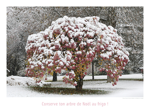 UN ARBRE DANS LA COUR DU SURGELE