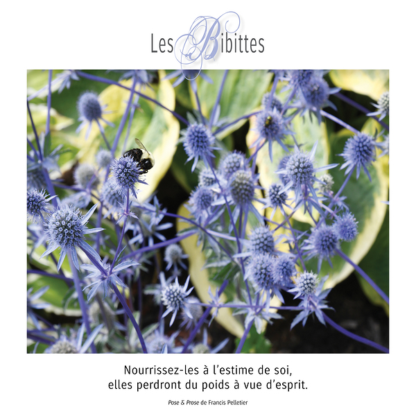 LES BIBITTES 6