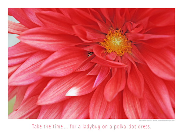 THE SIESTA Print