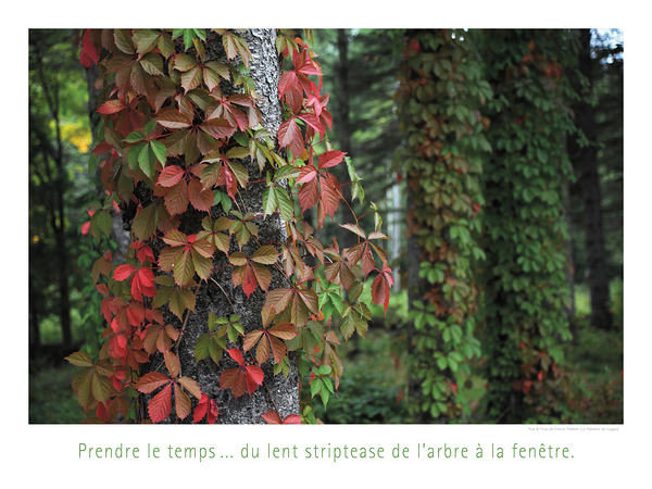 L EFFEUILLEUR Print