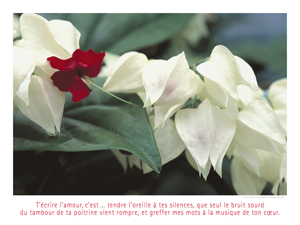 LES CACHE COEURS Print