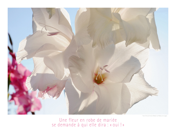 VIVE LA MARIEE