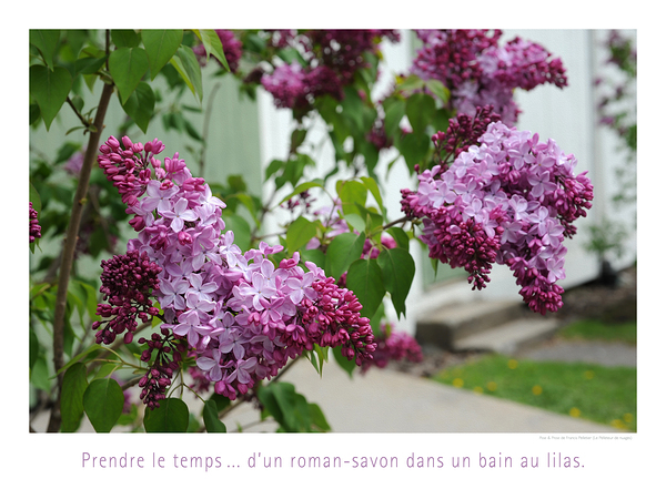 LE BAIN DE LILAS Print