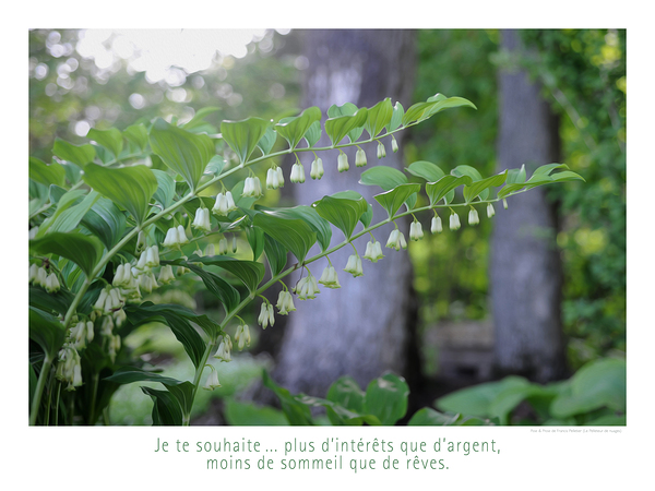 LES CLOCHETTES