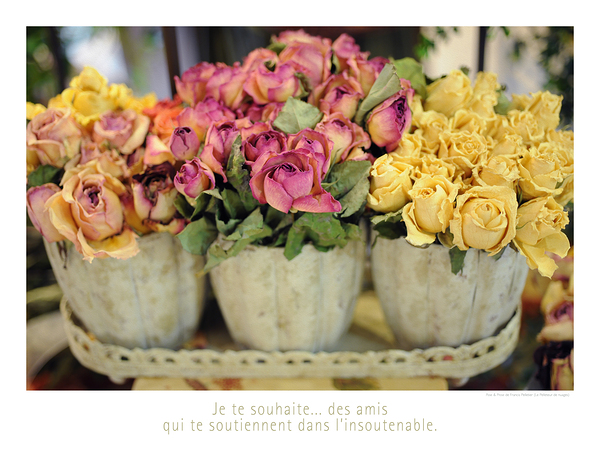LES ROSES JAUNES