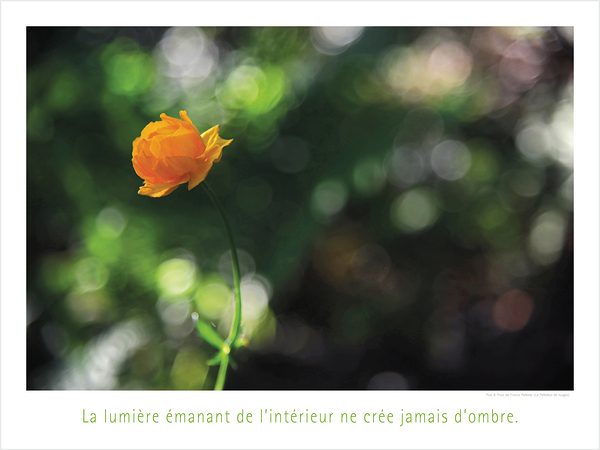ILLUMINEE