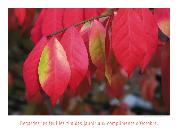UN ARBRE TIMIDE 