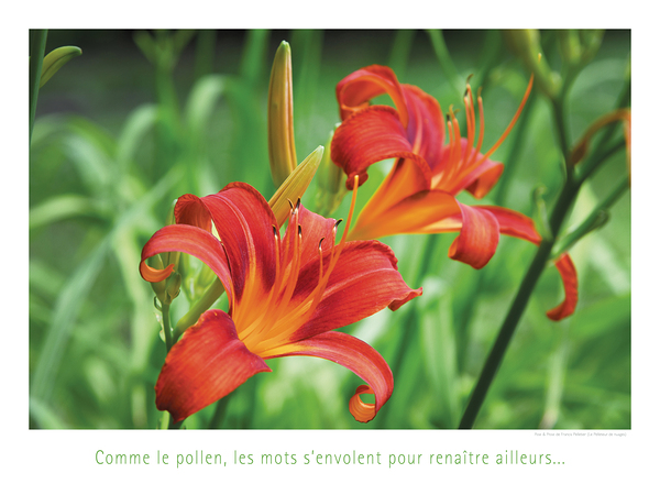 LES MOTS VOLANTS Print