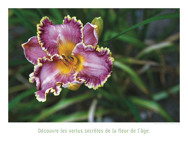 LA FLEUR DE L AGE