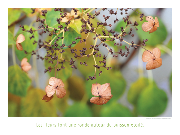 LE BUISSON ETOILEE