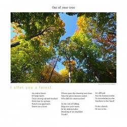 I OFFER YOU A FOREST