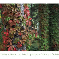 L EFFEUILLEUR