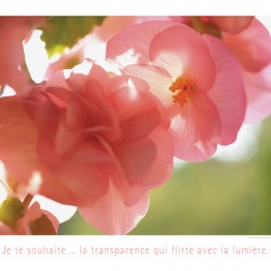 LA TRANSPARENCE