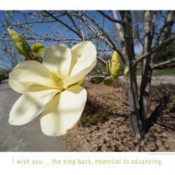 THE ESSENTIAL STEP BACK