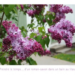 LE BAIN DE LILAS
