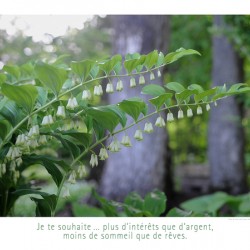 LES CLOCHETTES