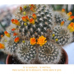 DES FLEURS SUR UN LIT D EPINES