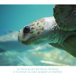 LE LIEVRE ET LA TORTUE