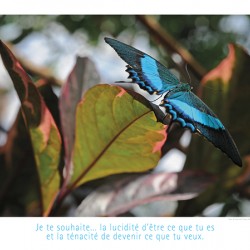 ENVOLEZ VOUS