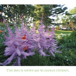 LES FLEURS D ARTIFICES