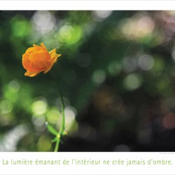 ILLUMINEE