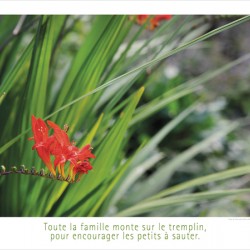 LE TREMPLIN