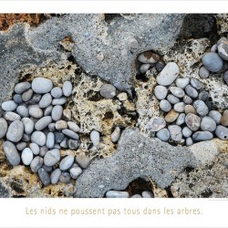 LES NIDS