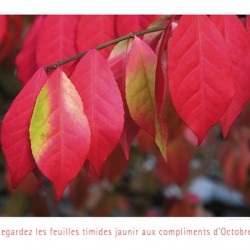 UN ARBRE TIMIDE 