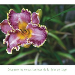 LA FLEUR DE L AGE