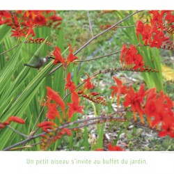 BUFFET A VOLONTE
