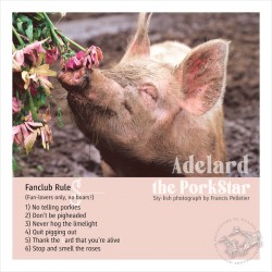 ADELARD THE PORKSTAR