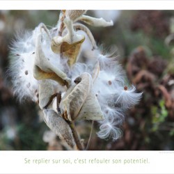 LE POTENTIEL