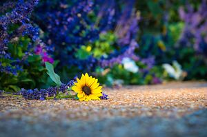 Alone but not forgotten 