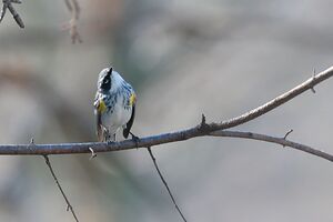 Little bird big personality