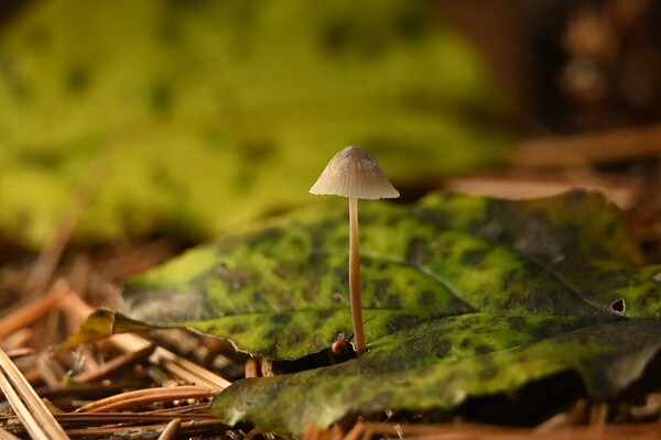 The mighty one  Print