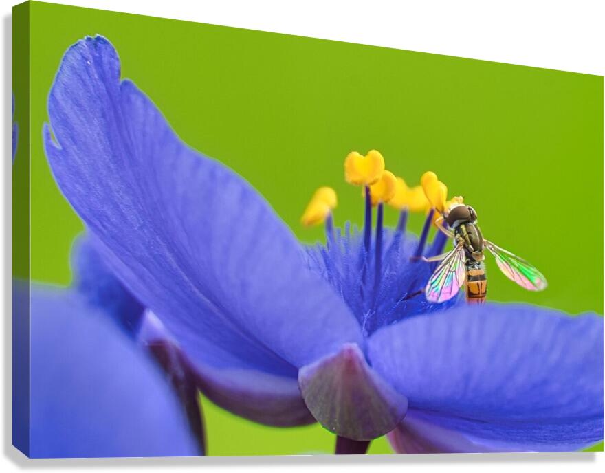 The wings Canvas Print