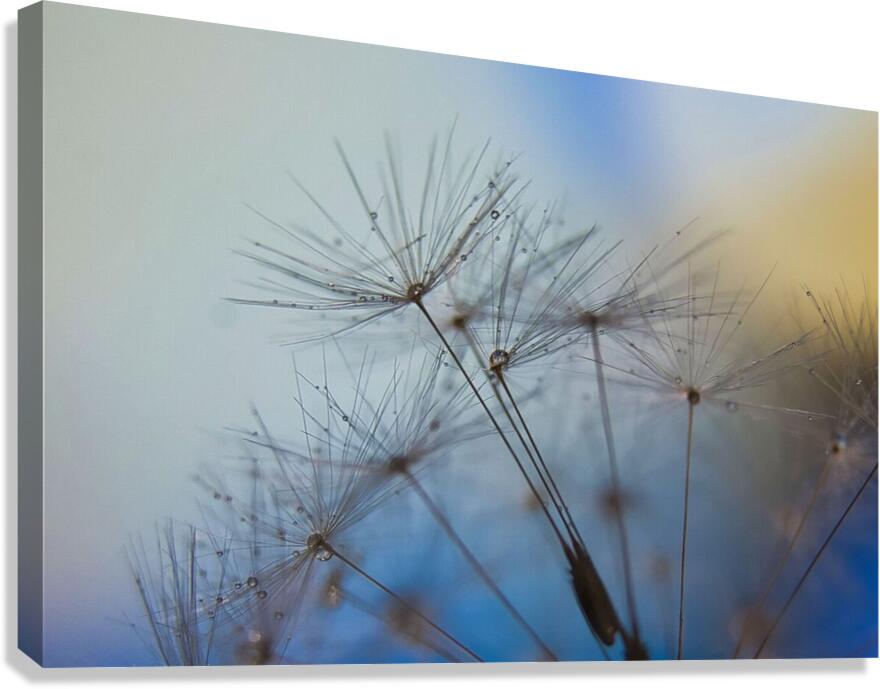 Tiny Dancer Canvas Print