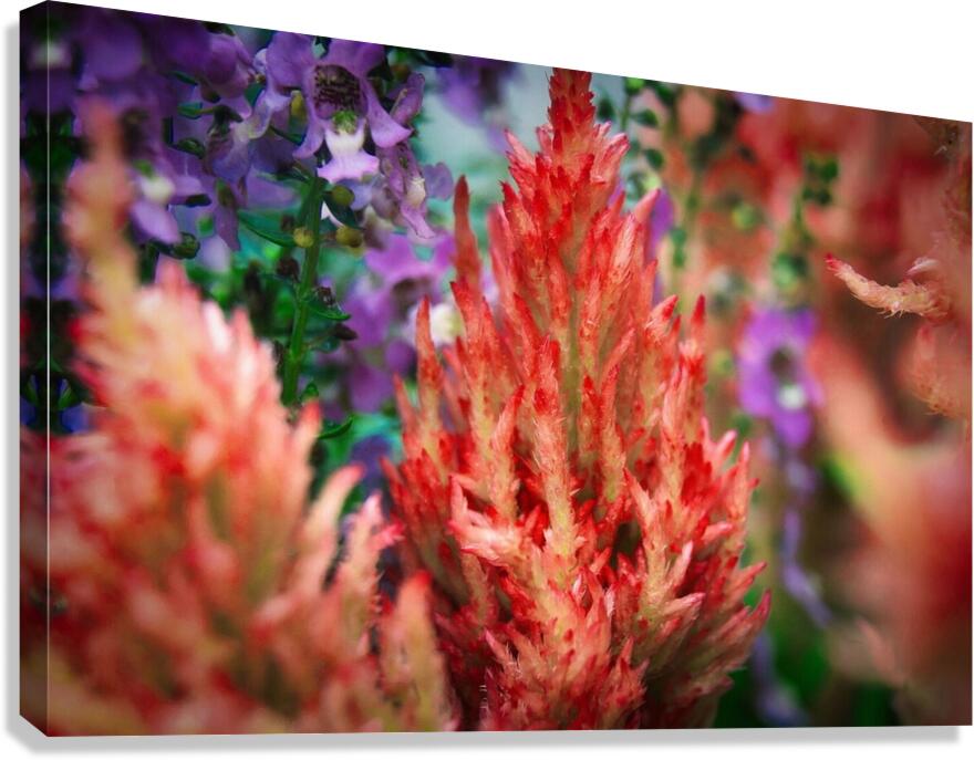 Celosia  Canvas Print