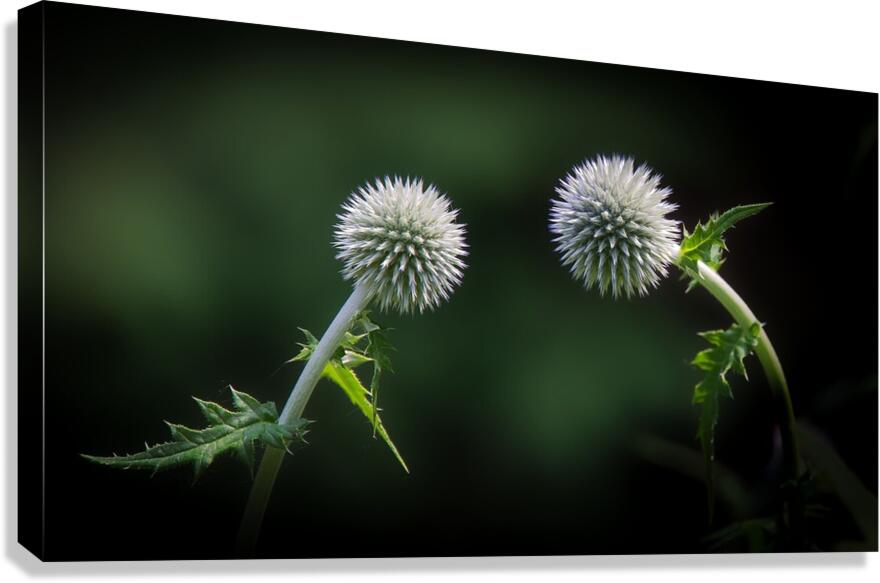 Take a bow Canvas Print