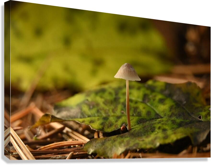 The mighty one  Canvas Print